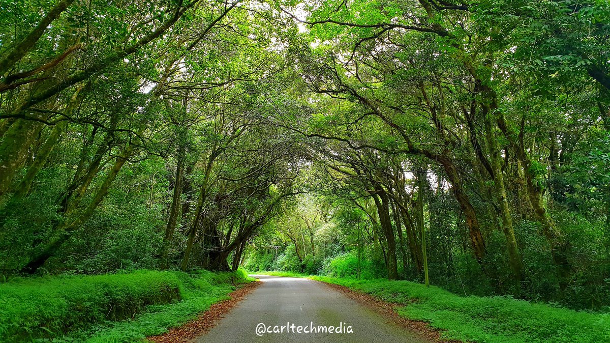 ThisIsMutare's tweet photo. This is the beauty you can't steal from Mutare. 
#nature #naturephotography #forest #mountains #leopardrockhotel #vumba #mutare #zimbabwe #africa https://t.co/zX3ylF0eFZ