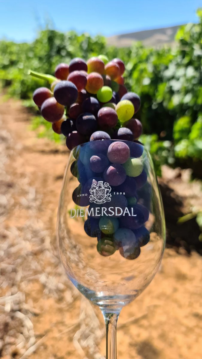 diemersdalwines's tweet photo. Diemersdal Wine Estate has a rich wine heritage that can only live on if we can continue to grow.
Shop now at https://t.co/gJaYmCiN97 and receive once the alcohol ban has been lifted.
Not for sale to persons under the age of 18.
#SaveSAwine #BuySouthAfricanWine #BuyJanuary https://t.co/8GLA9K9g4c