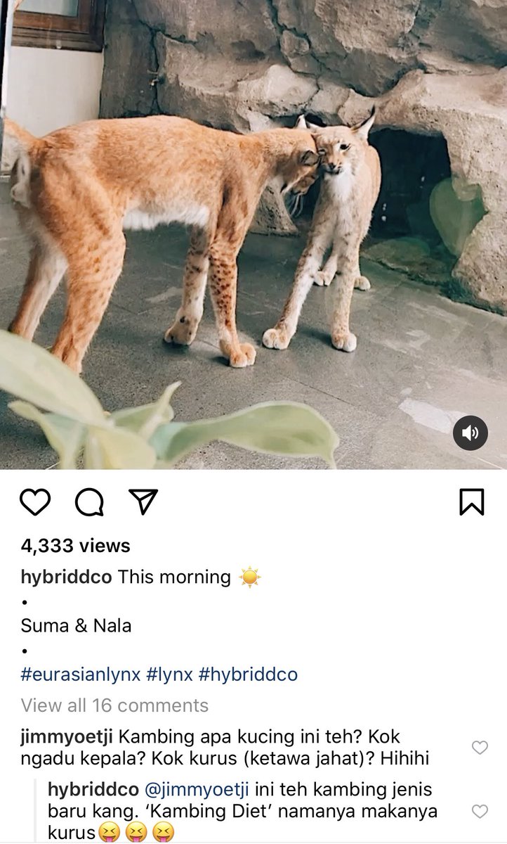 wanted to bring up the issue of domestication of wild or semi-wild cats in Indonesia, HOW IS THIS PRACTICE LEGAL p.s. komennya ngakak banget