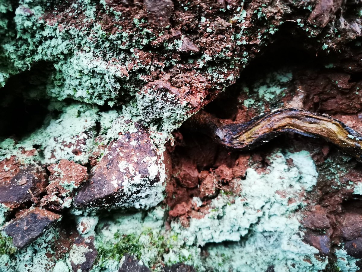 RebeccaInDevon1's tweet photo. Lichen is a wonderful thing. Bringing colour to the hedgerow and fields in a dark winter.
#rebeccaindevon #devon #lichen #naturelover #NaturePhotography https://t.co/kEOUmQMlxA
