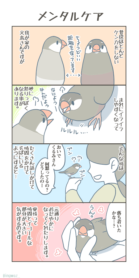 換羽の時はこの限りではないですが、文鳥さんもちゃんと時間をかけて向き合うようにしていると心が安定しやすくなってくれる気がしています。

#Buncho #javasparrow #文鳥 