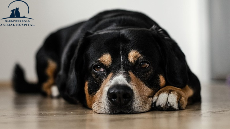 grahkingston's tweet image. Emergency Care Kingston - What Is the Correct Diet for a Dog Suffering from Liver Failure?

At Grah Kingston, we are providing quality Parasite Control Service in Kingston. 

blog.grahkingston.com/emergency-care…

grahkingston.com

#PetNutritionKingston
#ParasiteControlService