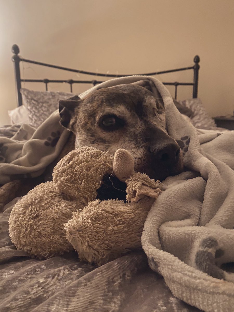 Rosie the brindle staff🐶 tweet media