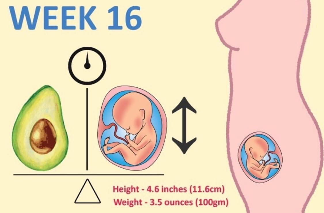 16 неделя 2023. Где находится плод на 17 неделе. Где расположен плод на 16 неделе. Где находится ребенок на 16 неделе. Где располагается плод на 13 неделе.