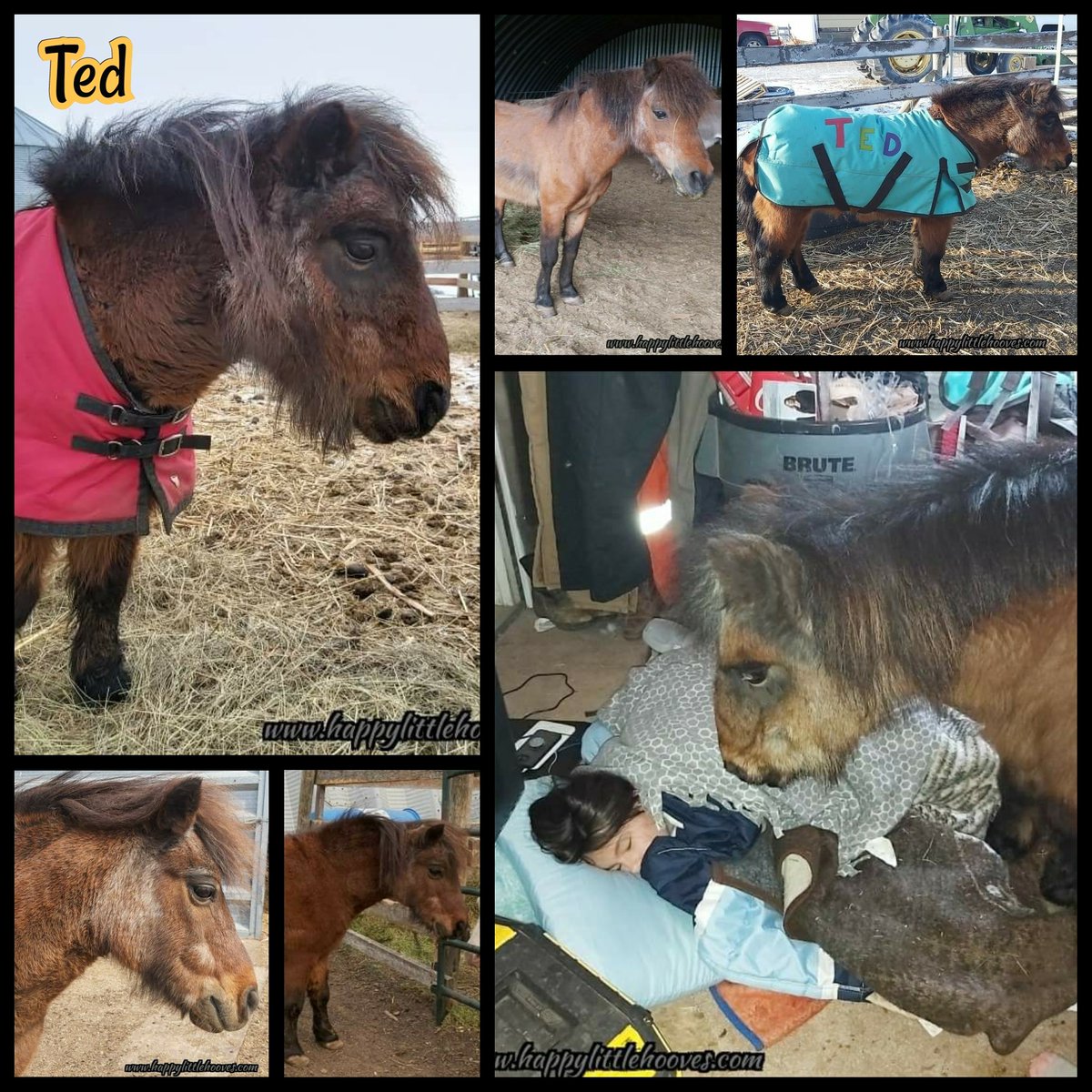 Ted (aka Teddy, Teddy Bear, Teddums and so on) came to the sanctuary on Feb. 3, 2020 and he is our oldest pony resident. We estimate, based on his teeth which are worn down to nothing, that he is in his mid-30s! ...