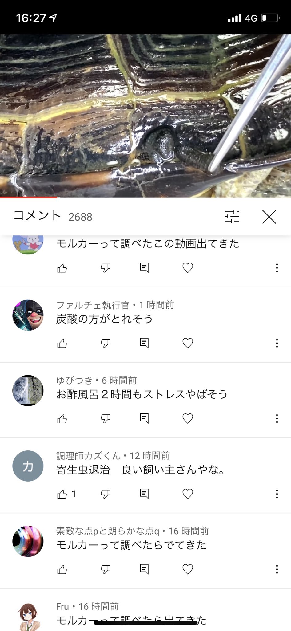 鰐 3 13アクバス出店 俺の亀の寄生虫を取る動画がモルカーって調べて出てくるらしいからヌマエラビルはモルカー T Co Otdizqxup5 Twitter