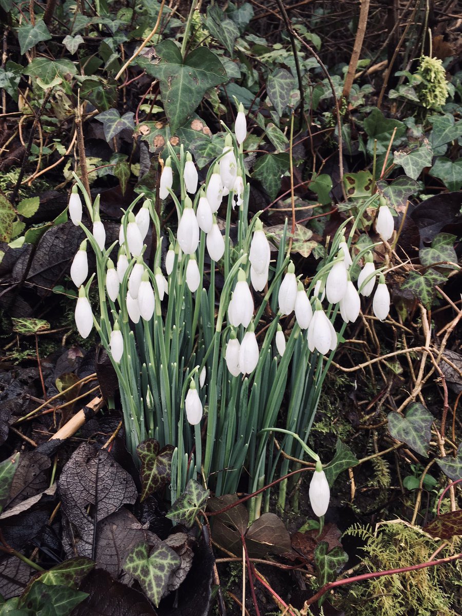 PhilipsBooks's tweet photo. Snowdrops in the morning light make me feel happy and bright ..... #spring #snowdrops #dorset  #countryside 😊 https://t.co/MmjHmj1d2F