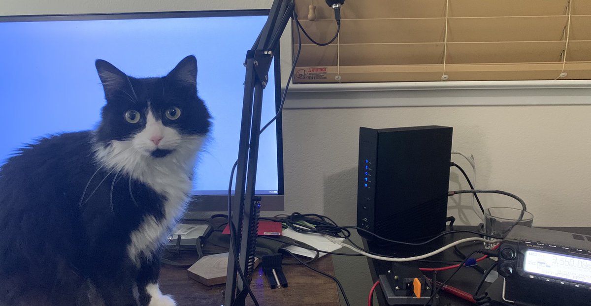 kylehamilton's tweet photo. Miss Juniper Jones is clearly invested #KittenCode https://t.co/qrQrr7HgrC