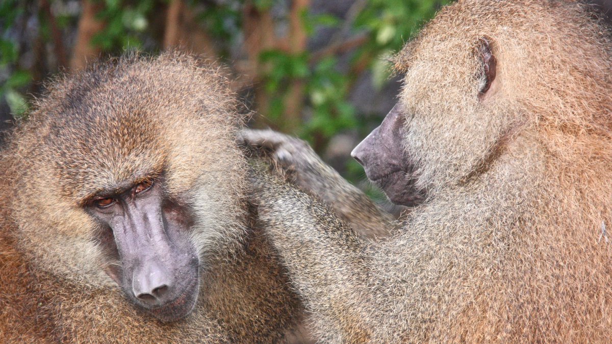 We wanted to understand the patterns of male-male affiliative relationships in the multilevel societies of Guinea baboons, how these are linked to relatedness, dominance hierarchy, and male status (primary/bachelor), and to which degree they differ from other multilevel societies