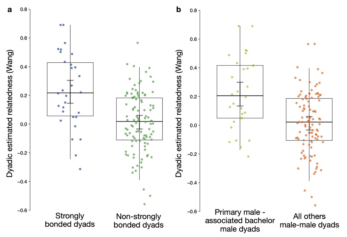 Lastly, average relatedness being significantly higher between strongly bonded males, and primary and their bachelor males, suggest kin biases contribute to male social preferences