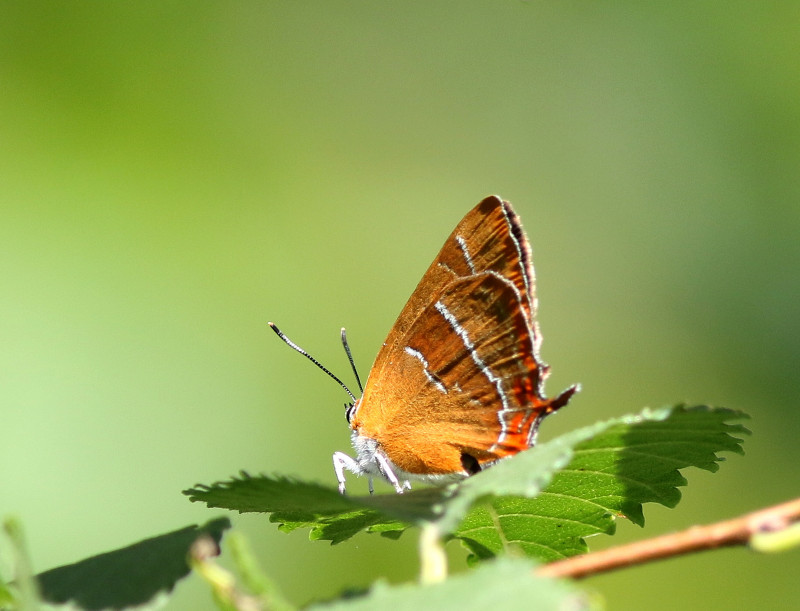 Niels van Pelt tweet media