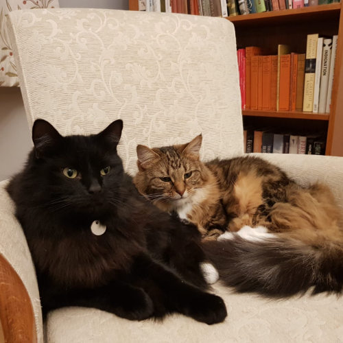 HolyBrookLtd's tweet photo. Today is Answer Your Cat's Questions Day. Now I just need to figure out what theyโre asking! ๐ธ
What is the one question you think your cat would like an answer to?
#AnswerYourCatsQuestionsDay #ifcatscouldtalk #talkingkitty #curiouscat #catitude https://t.co/ihMMYhV5pJ