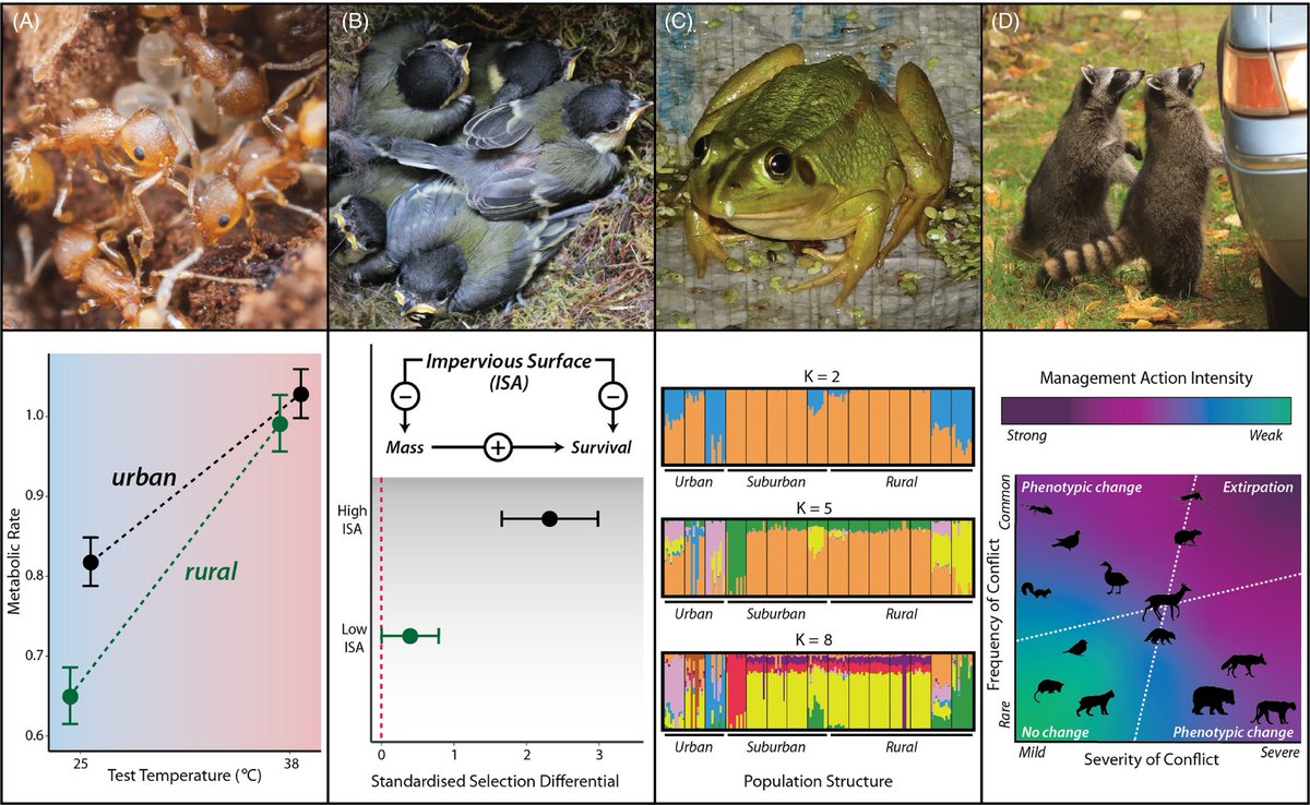 The editorial article  https://doi.org/10.1111/eva.13165 provides a thorough overview of how urban evolutionary change is becoming an increasingly prominent and important process shaping the contemporary evolution of many species throughout the world. 3/14