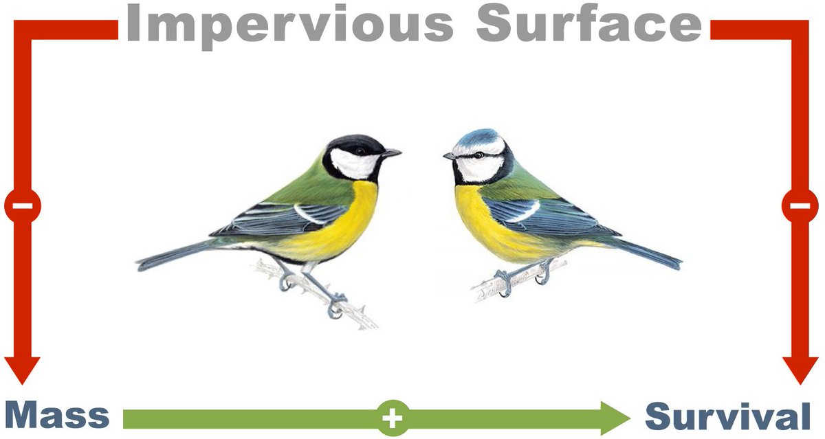 Phenotype-environment interactions due to urbanization were particularly observed when measuring body size variation, in bumblebees (Theodorou et al  https://doi.org/10.1111/eva.13087 ) and passerine birds ( @RealKea89 Corsini et al.  https://doi.org/10.1111/eva.13081 ) 6/14