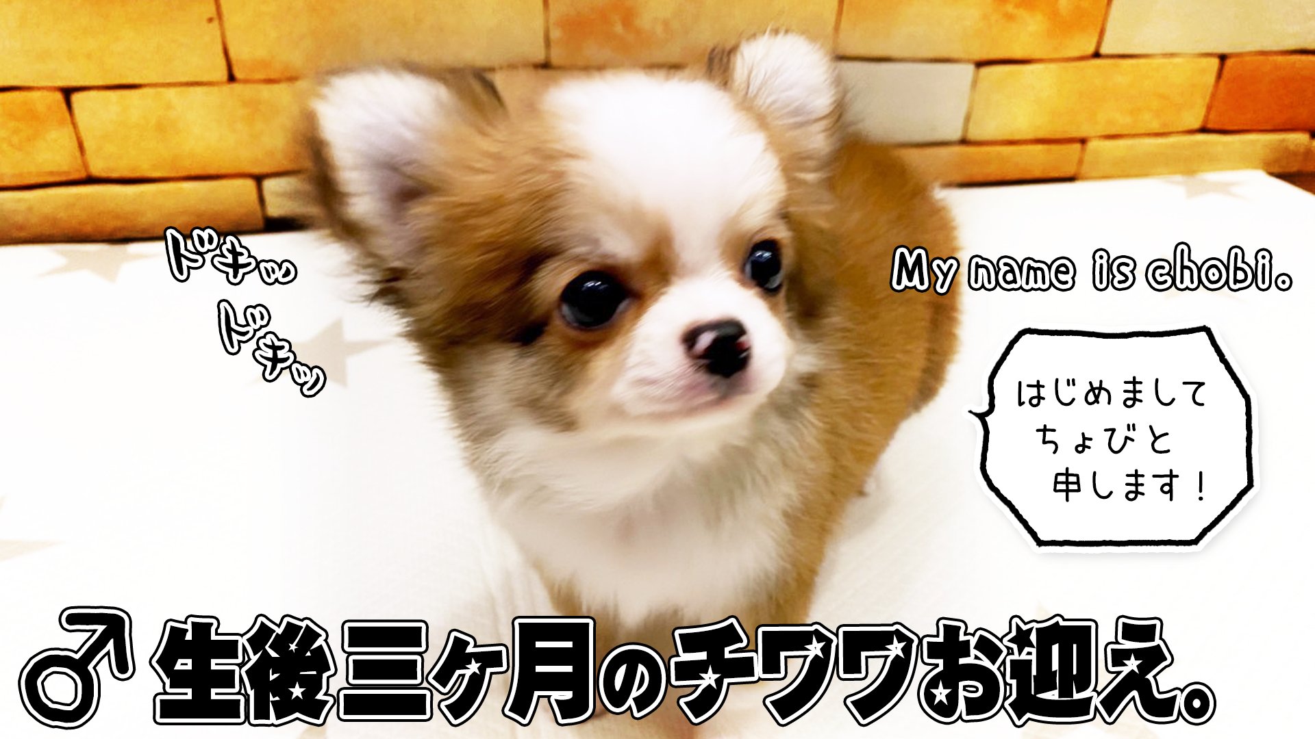 ノラ美 Marochobi Diary Twitter