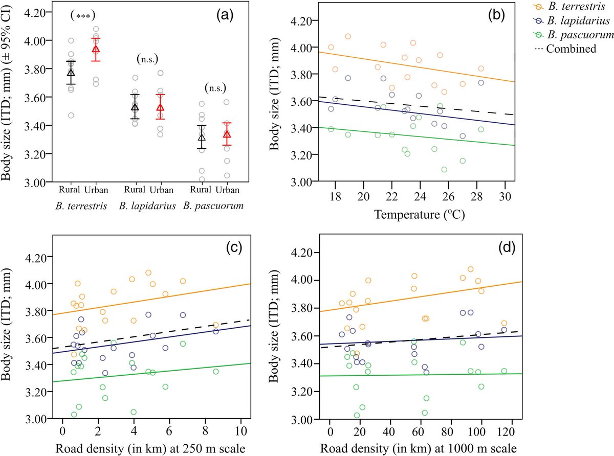 Phenotype-environment interactions due to urbanization were particularly observed when measuring body size variation, in bumblebees (Theodorou et al  https://doi.org/10.1111/eva.13087 ) and passerine birds ( @RealKea89 Corsini et al.  https://doi.org/10.1111/eva.13081 ) 6/14