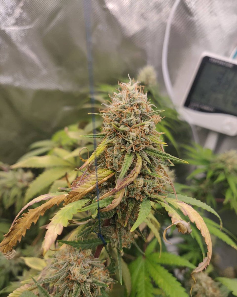 BarneysAms's tweet photo. Glookies Update - Buds Starting To Fatten Up 🌳
📸: @farmer_blunt
#glookies #feminized#photoperiod #farmerblunt #barneysfarm #biltongandbudz #fyp #420 #cannabis https://t.co/sqQa1WtUK4