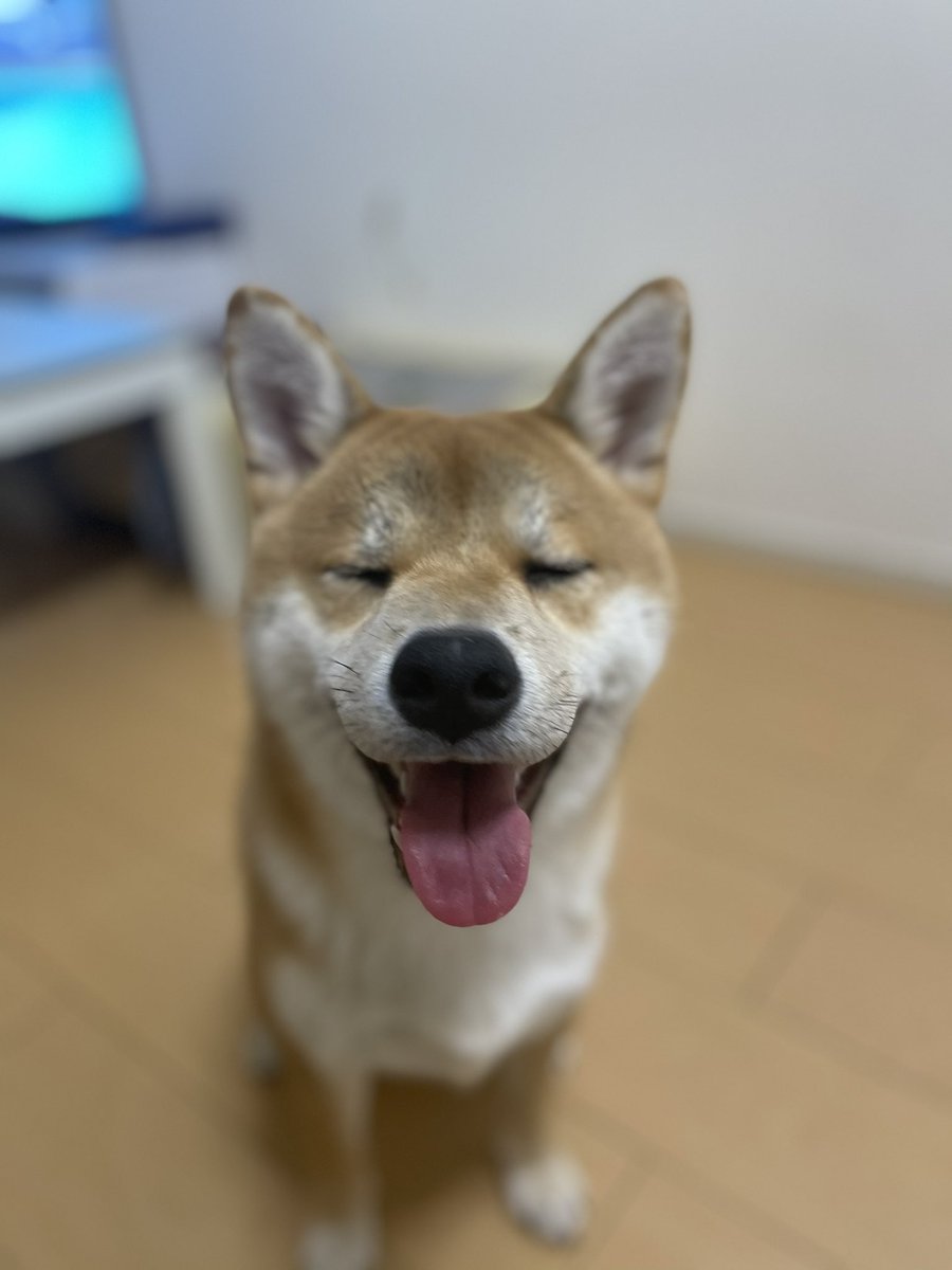 柴犬 ちゃん太 Pa Twitter ぶさかわ 柴犬ちゃん太
