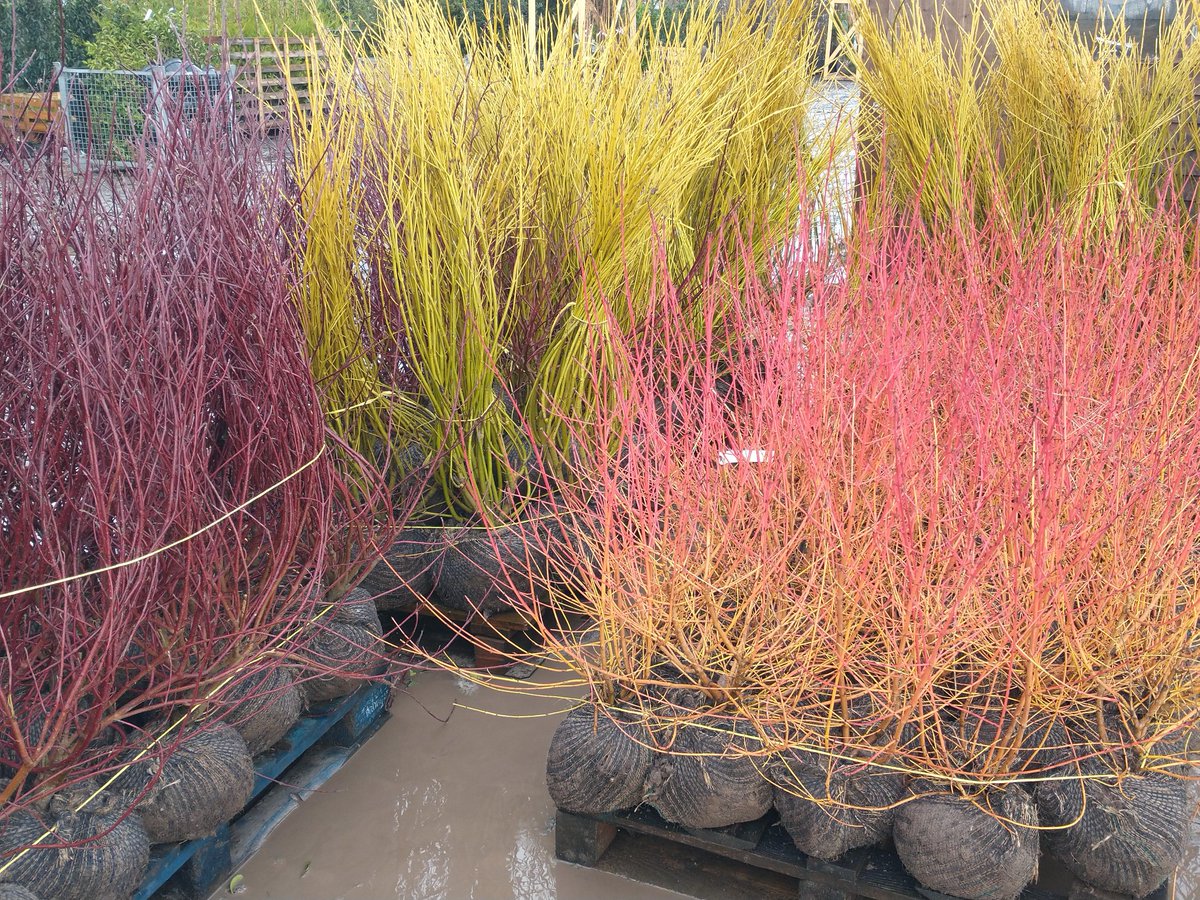 jajonesUK's tweet photo. With no more rain and blue skies returning, the colours of our rootballed cornus really stand out. What a display they'll make at their new home.
.
#cornus #dogwood #midwinterfire #flaviramea #albavariegata #wintercolour #stems #shrubs #deciduous #rootballed #gardendesign https://t.co/CANpEF2QwZ