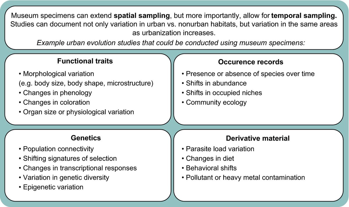 The SI includes two thorough syntheses which detail the myriad ways urbanization influences marine organisms (Alter et al  @MontereyFishLab  https://doi.org/10.1111/eva.13048) & how museum specimen are useful to study urban evolution (Shultz et al  @ajshultz622  https://doi.org/10.1111/eva.13045) 12/14