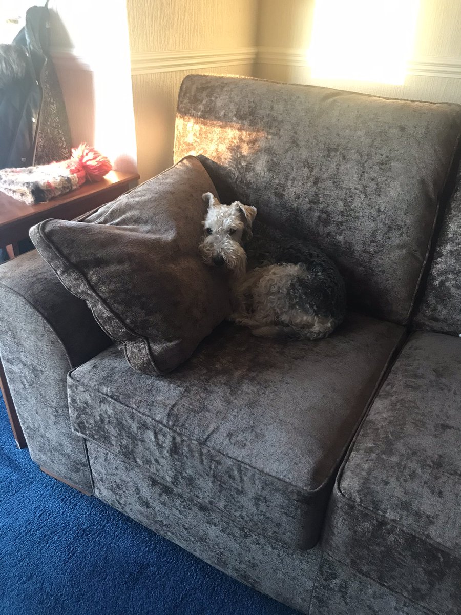 Just chilling at Grandads ❤️ happy Friday everypawdy! #lazyfriday #chilling #happyfriday #lakelandterrier