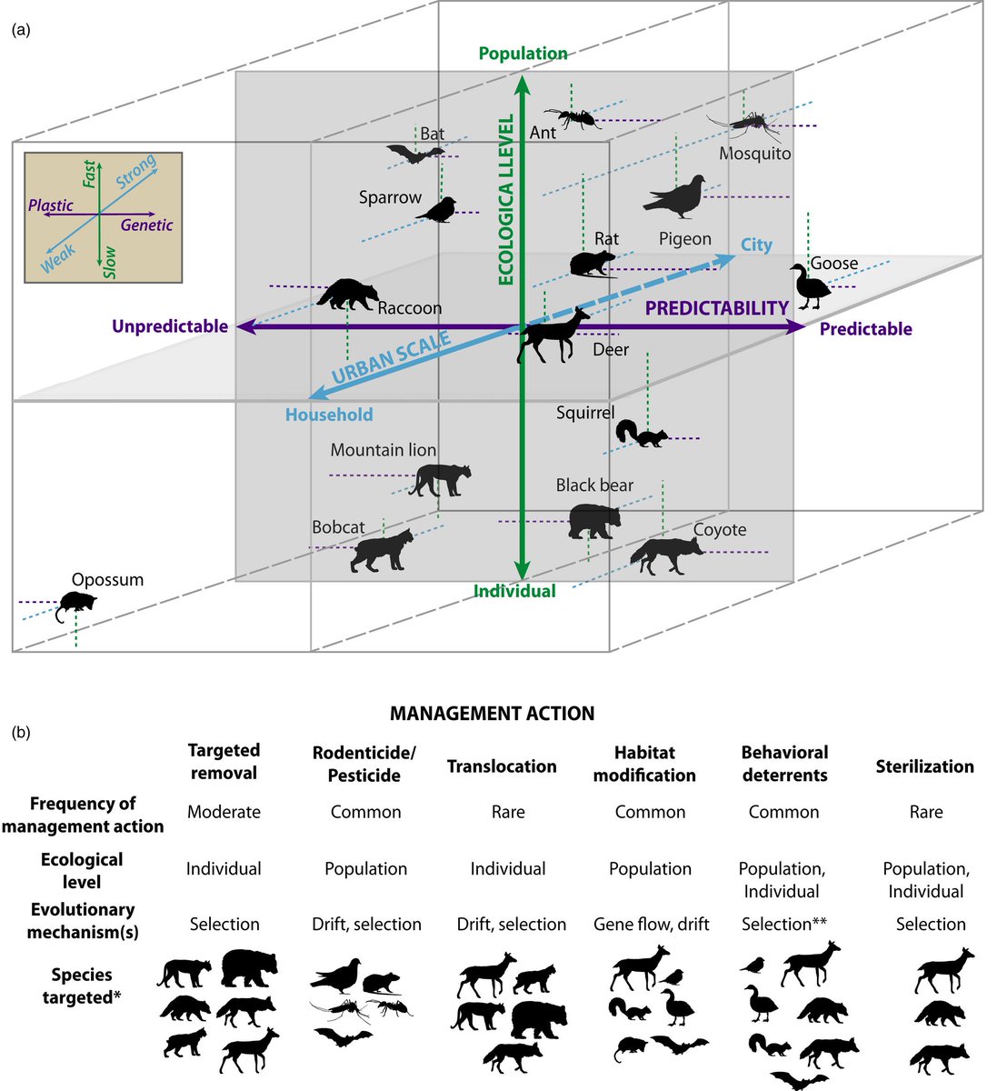 In a cross-disciplinary perspective about human–wildlife conflict, Schell et al  @cschell_canids ( https://doi.org/10.1111/eva.13131 ) dig into how socio-political policies and social processes interact with ecology in driving evolution in urban environments.13/14