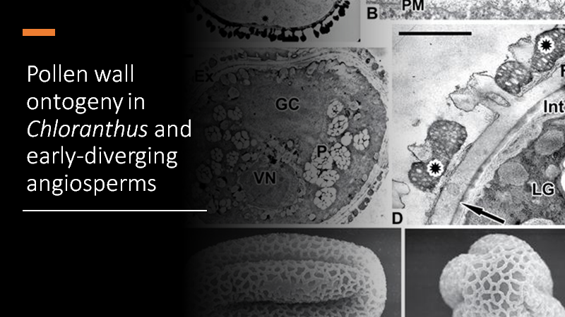 BotJLinnSoc's tweet photo. #Pollen wall #ontogeny in #Chloranthus and a reconsideration of pollen ontogeny in early-diverging #angiosperms. Gabarayeva, Polevova, Grigorjeva & Hiscock. #Amborella #Cabombaceae #exine #Illiciaceae #Lauraceae #Magnoliaceae #Nymphaeaceae
https://t.co/cIIkGDB8oe https://t.co/eCLSw2FuV8