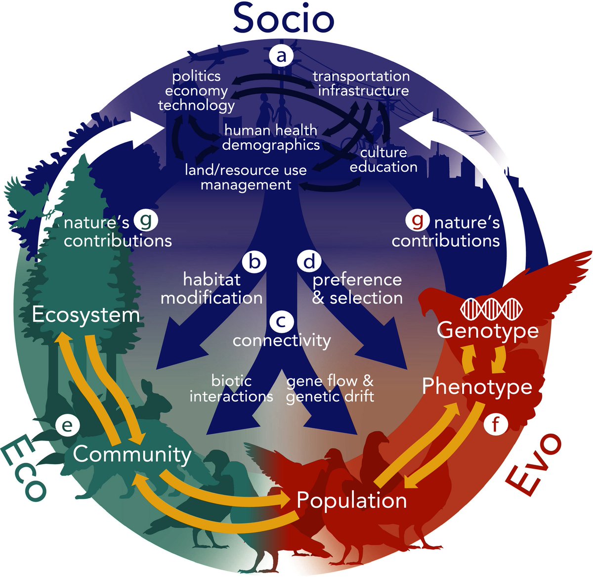 Finally, a must-read of the special issue is the capstone by Des Roches et al  @DrSimoneDr  https://doi.org/10.1111/eva.13065 which proposes a “socio-eco-evolutionary” framework for studying urban ecosystems. 14/14