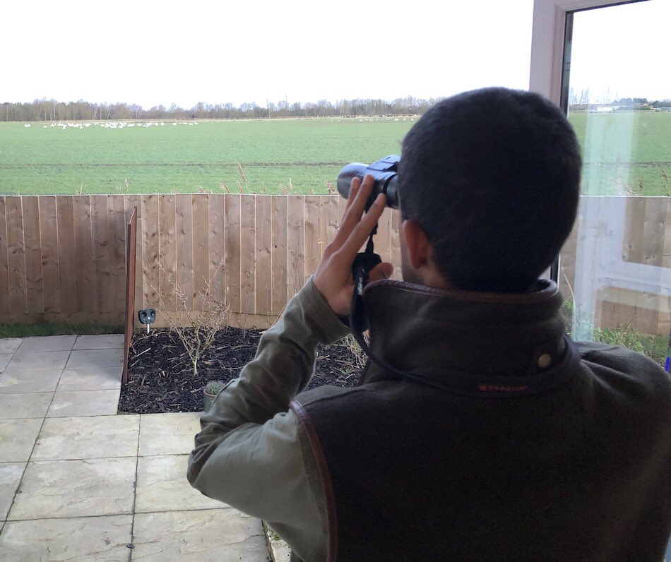 What a thrill to see both Bewick’s and #WhooperSwans in the field behind my garden! #birdingfromhome #TheFens #Cambridgeshire #OuseWashes #Winterwatch @WWTWelney @BBCSpringwatch @SIBirdClub #LocalWildlife #swans #wildfowl #WildlifeOnFarmland