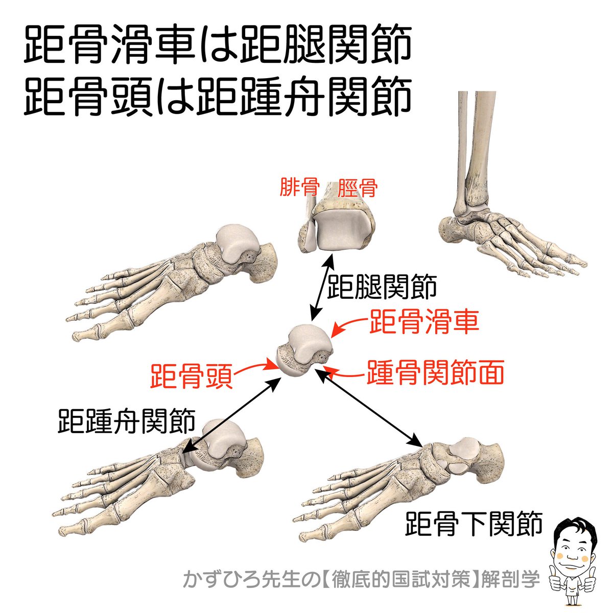 الوسم 距骨滑車 على تويتر