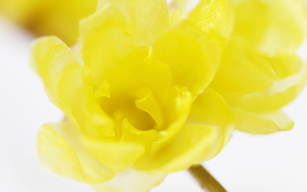 暦生活 こよみせいかつ ロウバイの花は 匂いが良いことでも知られています 蘭 ラン の香ニ似タル とは貝原益軒の言葉 バラやジャスミン ジンチョウゲなどいろいろな花を合わせたような 強い芳香があります 蝋梅 ろうばい のお話 T