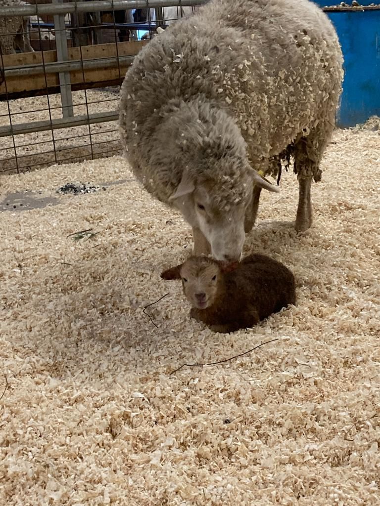 EssexNorthShore's tweet photo. First lamb of the year!!!! Spring is just around the corner. #newlife #ENSFarm #HawkTalk #CreateEncouragePromoteDevelop #ENSATS https://t.co/1NxHpOEw7S