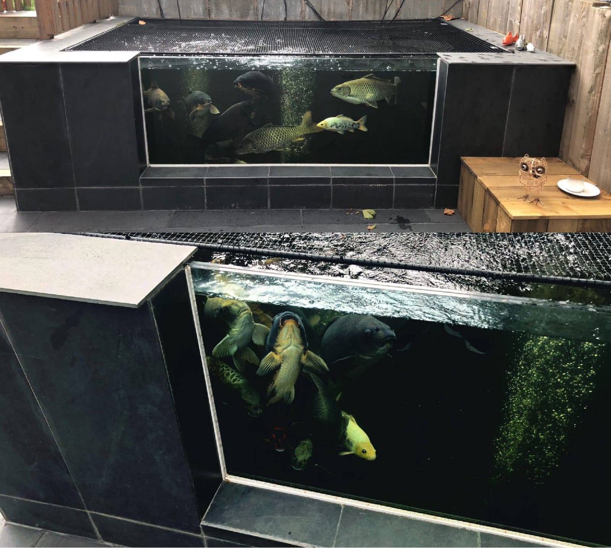 Check out this beautiful raised koi pond by Ponds by Michael Wheat. If you're planning a big project, their team has also been bringing swim ponds to the UK. Check out their page here: bit.ly/35H3ekz