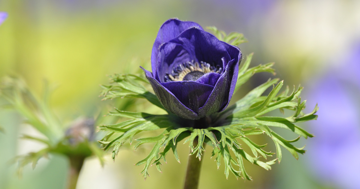 mainau's tweet photo. Florales Freitag-Fotomotiv zum Start ins Wochenende: "Eine einzelne Blüte" 💙 
@flowersonfriday  #ASingleFlower #FlowerFriday https://t.co/Vd08uLkp1S