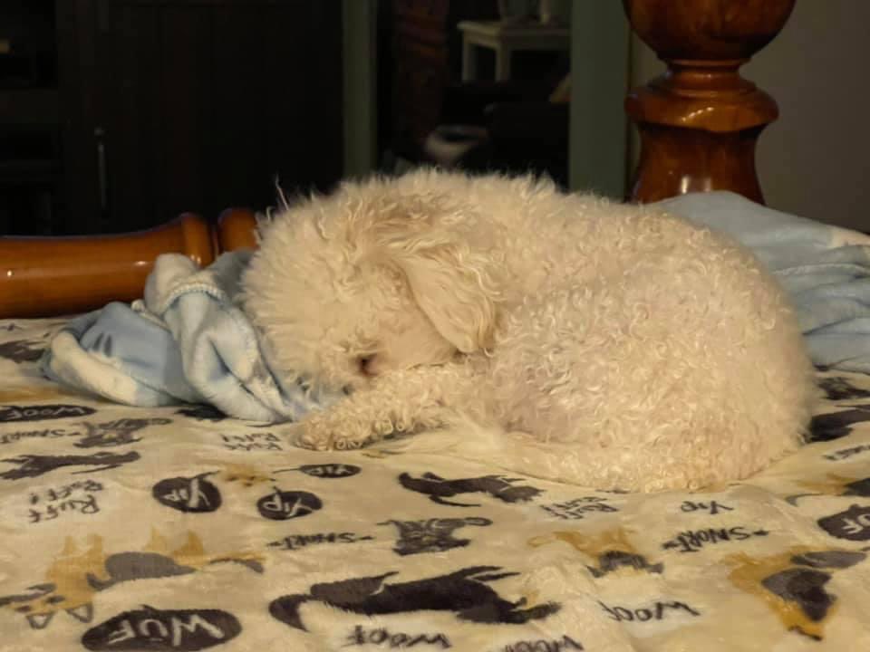BichonPlace's tweet photo. Sleepy Bubbles #dogsoftwitter #bichons https://t.co/wmKAk0sxiv