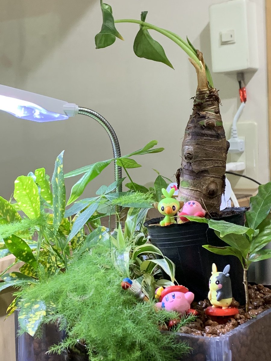 水耕植物hashtag 水耕植物hashtag