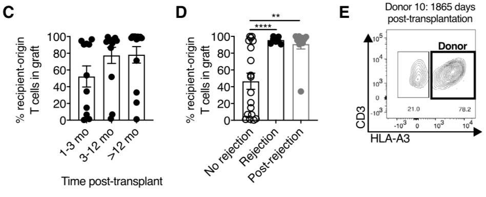 We found donor-derived Trm cells persisting up to 5 years post-transplantation! The persistence is related to episodes of cellular rejection - the donor-derived cells disappear following a rejection episode, although cause and effect is unclear here.