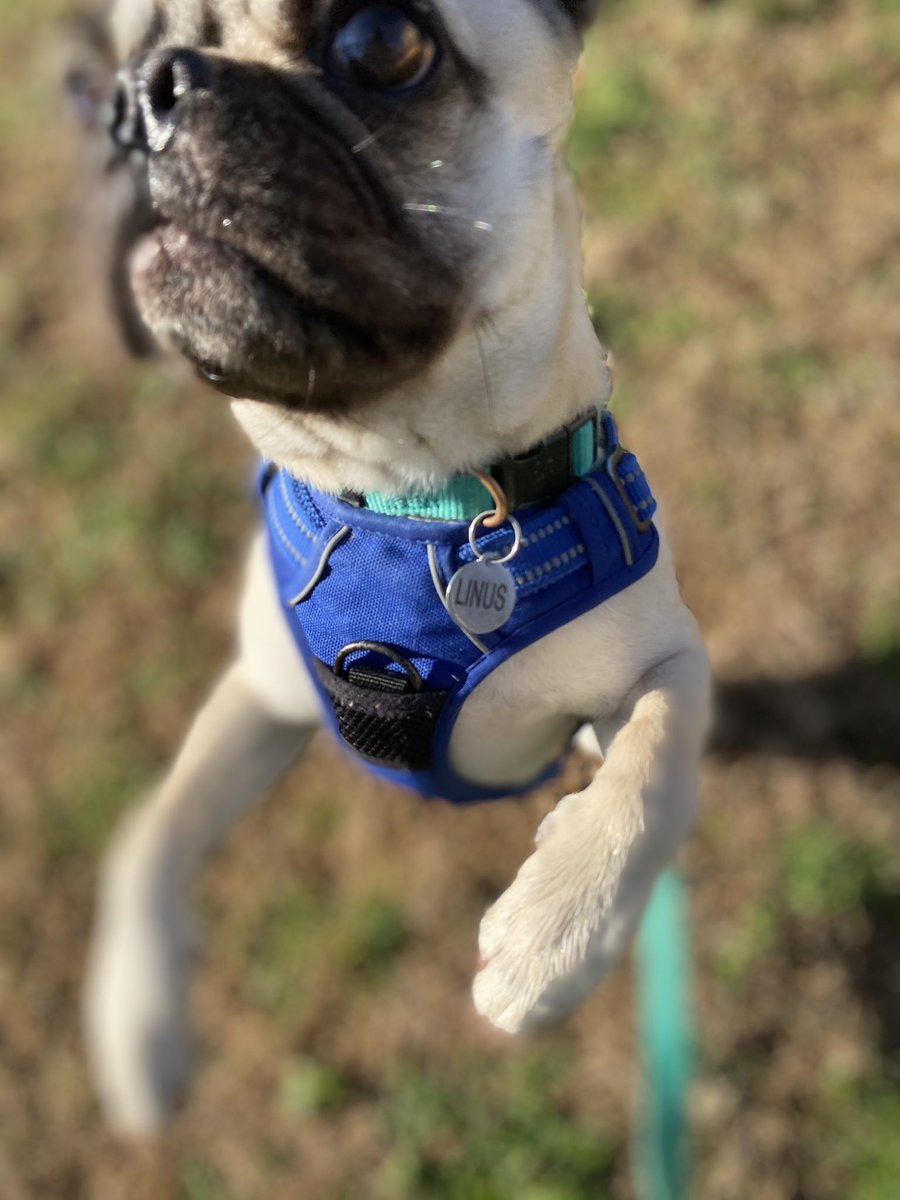 AcademyPaws's tweet photo. Why is Linus literally jumping for joy? Its #Friday!
#ProfessionalPawsAcademy #PositiveDogTraining #ProfessionalPetSitting #Friyay #FridayVibes #TriadDogs https://t.co/JRVFcmH8rq