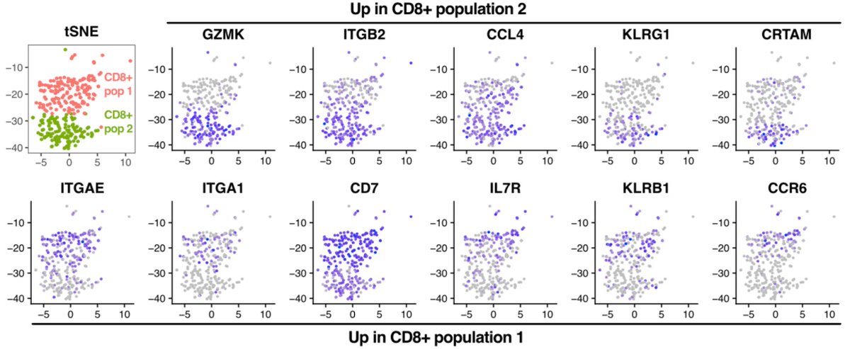 We examined transcriptional heterogeneity using single-cell RNAseq. We identified 2 transcriptionally distinct clusters of CD8+ Trm cells. These differed in expression of integrins, chemokine receptors, and cytotoxic molecules.