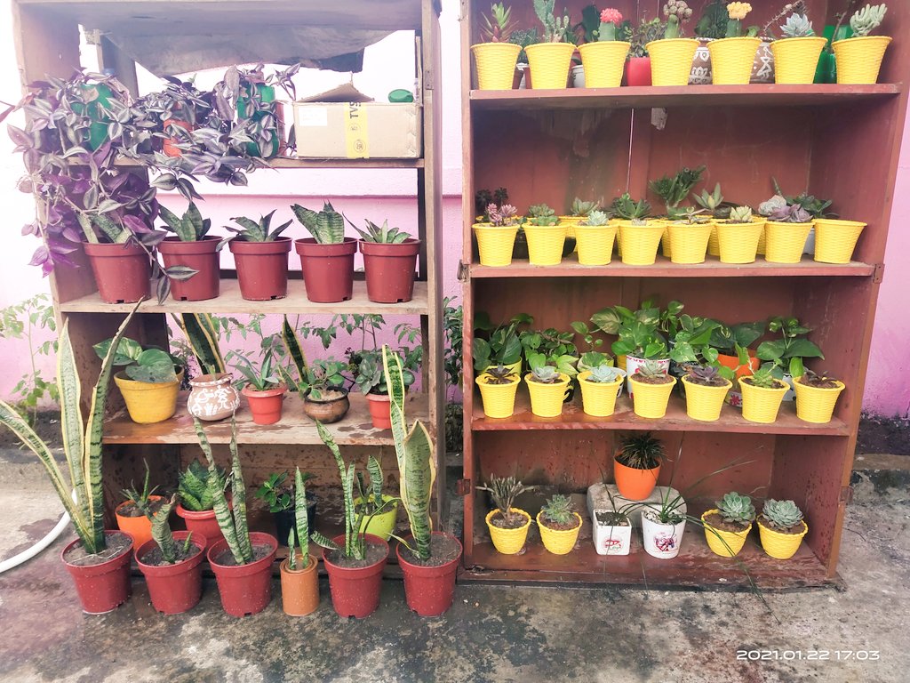DrBebita's tweet photo. My Collection of Cactus,Succulents,Snake plants,Wandering zews,Kalaonche,Money plants and Rain lilies...
@MyBeautifulBabies❤❤❤❤
@imbebita1 @AswiniMohanty13 @Ashoooook007 @tapukm84 @ashok_doctor @AlokGSpeaks @Debiprasad_DP @Sumanta01348652 @GyanBiswal @RojalinKonark https://t.co/DxgM76NXVT