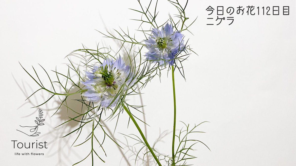 Yuri Watanabe フラワーデザイナー 今日のお花 112日目 ニゲラ 花言葉は 当惑 ひそかな喜び 涼しげなブルーや白の色がポピュラーですが 実はピンク色の品種もあります キンポウゲ科クロタネソウ属に属し 南ヨーロッパの原産ですが日本へも江戸