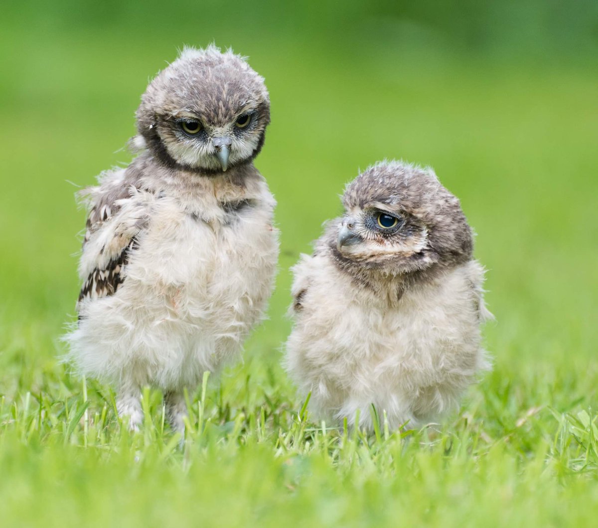 During a time of such uncertainty, here is a wonderful picture from <a href="/NCBPDuncombe/">NCBP Duncombe</a> #helmsley of 2 extremely cute baby Burrowing Owls! #ncbp #ncbpduncombe #nationalcentreforbirdsofprey #birdsofprey #birdofprey #raptor #birdofprey #burrowingowl #babyowl #owlchick #babybirds