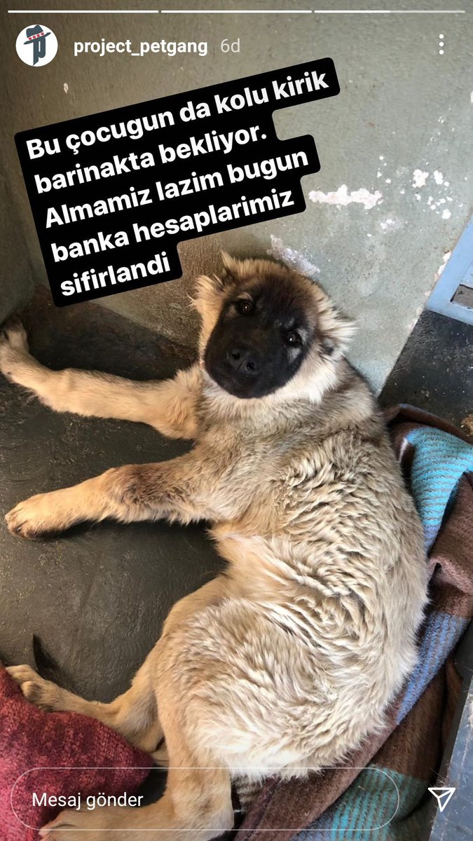 Bu cocuk barinakta kahramanlarini bekliyor aklimiz onda kaldi aldigimiz vakkalarla klinik borcumuz katlandi 😞 Elbirligi ile kurtarirmiyiz bu guzel evladi
<a href="/profobsesif/">güneş çağlıer 🌱</a> <a href="/lsdomicim/">Leman Sam</a> <a href="/sevvalsam/">Şevval Sam</a> <a href="/BuketUzuner/">Buket Uzuner</a> <a href="/maya_mia87/">örenkedi</a>