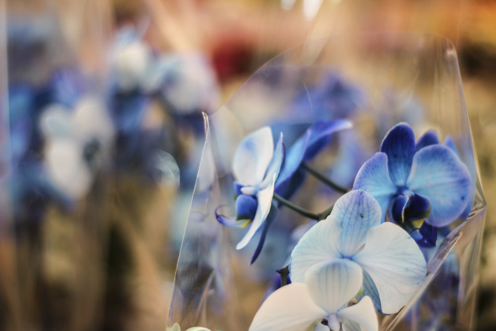 ViverosAznar's tweet photo. Las orquídeas suelen ser fácilmente reconocidas y, es que, la complejidad de sus flores es muy característica.😍
👉 En nuestro vivero y también en nuestra web, encontrarás varios modelos de esta peculiar planta.
#floresaznar #vivero #viveroZGZ #azulintenso #orquidea #zaragoza https://t.co/Se0Usiff8l