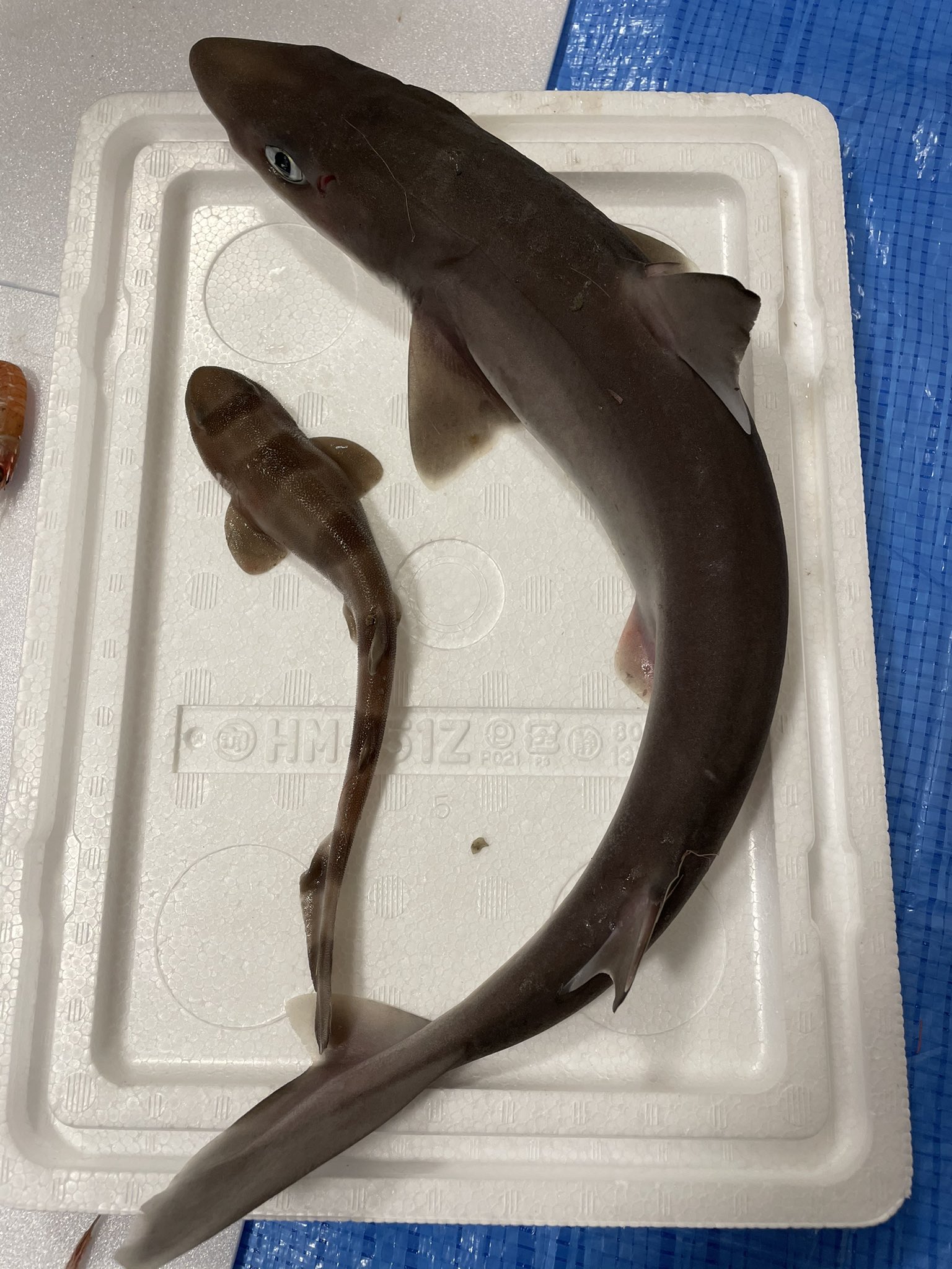 深海魚ブランドlavca M どなたかこのサメのお名前を教えていただけませんか 大きいほうはフトツノザメかな 小さい方はナヌカザメかな と思っているのですが自信がありません 深海魚 サメ フクロウナギ 新作の洋服 T Co Uhmh08aqes