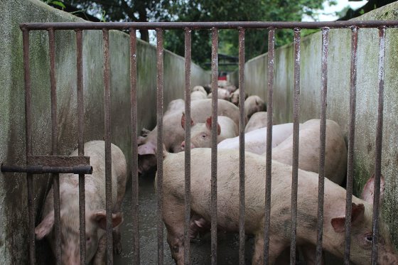 I noticed that media in Vietnam 🇻🇳 have recently reported about the development of an #ASF vaccine. What would be the background of that? The origins of this African #Swine Fever vaccine are with the <a href="/USDA_ARS/">Agricultural Research Service</a> 🇺🇸. 

Read the article at <a href="/PigProgress/">PigProgress.net</a> ⏩ bit.ly/2MbJW03