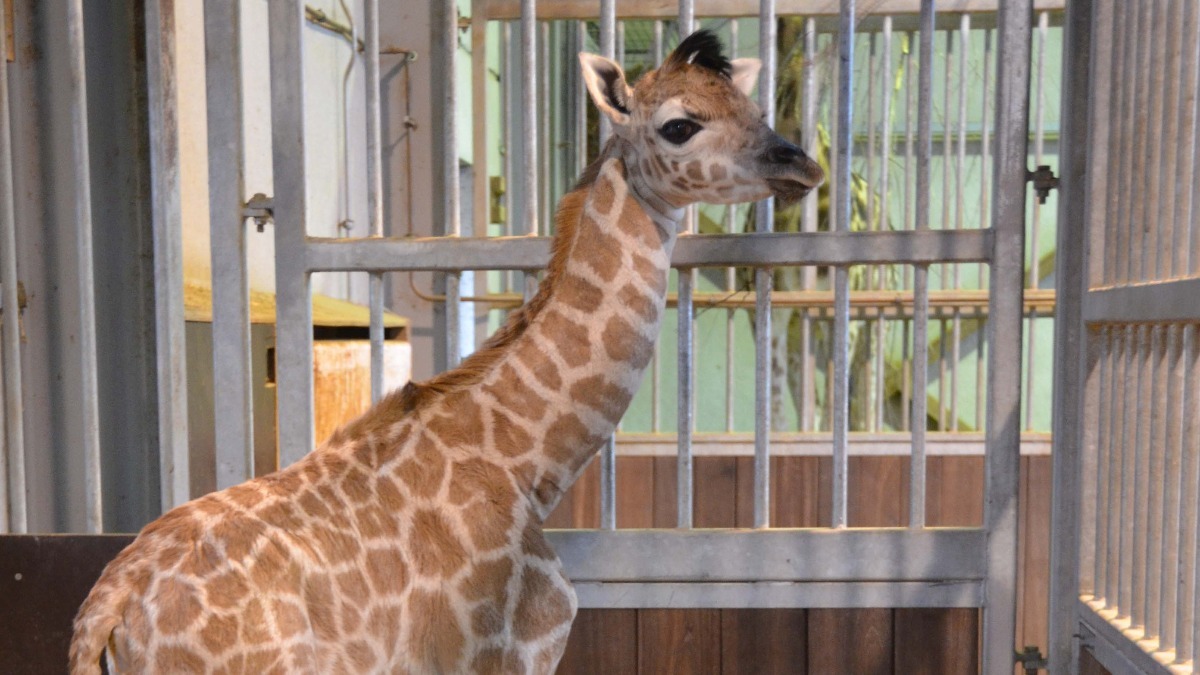 Hi <a href="/KamalaHarris/">Kamala Harris</a>! I'm a Rothschild's Giraffe, born at #Bellewaerde 😍 My caretakers named me #Kamala, since I was born the same day you've took the oath as <a href="/VP/">Vice President JD Vance</a> and I'm, just like yourself, a strong woman with a fighting spirit 💪 I hope we can meet each other one day 🙏 #birth