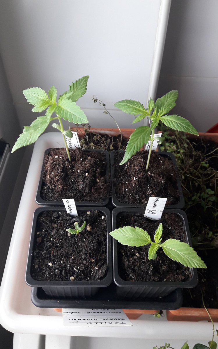 AdrycManellson's tweet photo. Y mientras la Grúa de @JuanKannabia curra, en #AdrycsCove abre el Día y sigue otra #Competición entre mi Hada y yo,
#Loveless @GreenbudSeeds igualitas son, a su lado #Secret crece 🤗.
E inicia #Auditoría, #AfghanStorm #AutoCakeBomb y #BudMaker ¿ Hay algo mejor ?.
Sí, Alegría🧚‍♂️😎 https://t.co/jQeYa5ZHwP