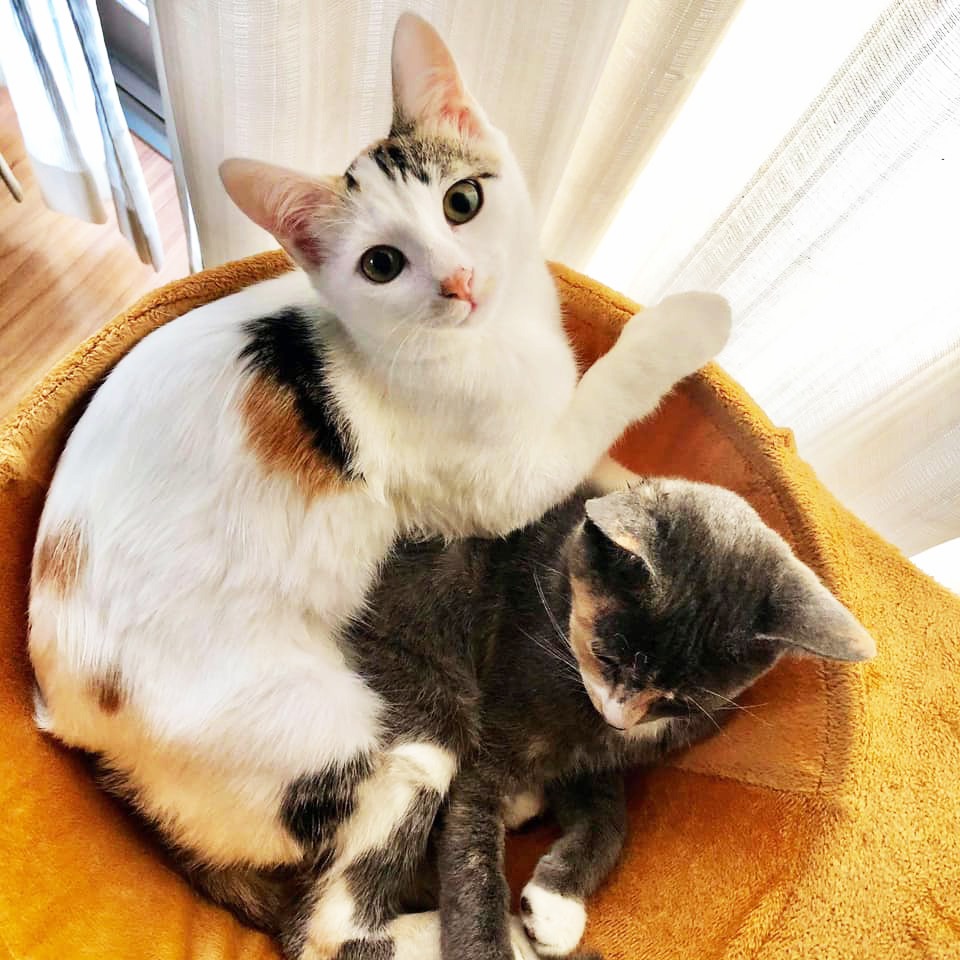 Follow 一般社団法人福岡ねこともの会サポートクラブ S Nekotomoclub Latest Tweets Twitter