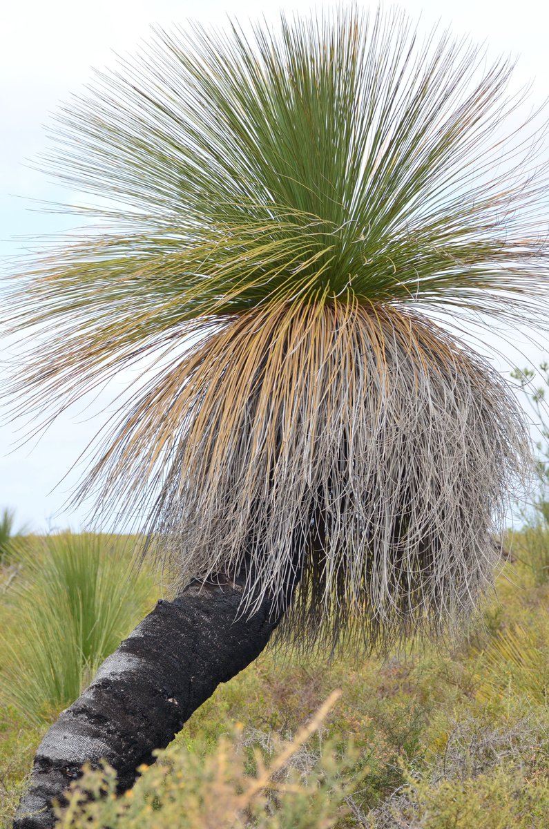 Tt 科名で有名 なススキノキ Xanthorrhoea Preissii 西オーストラリアはいいぞ